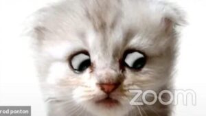 zoomcat