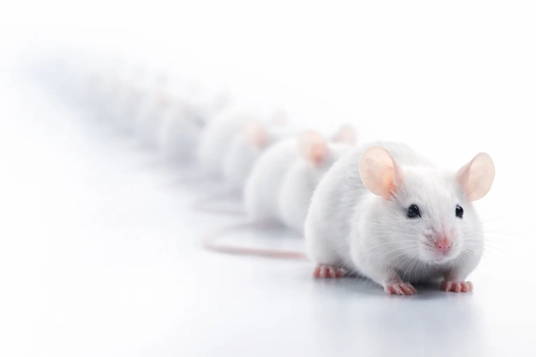 why isolation makes you weaker